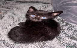 Mixed Breed cats for sale: 7 Gorgeous mixed kittens - Image 31
