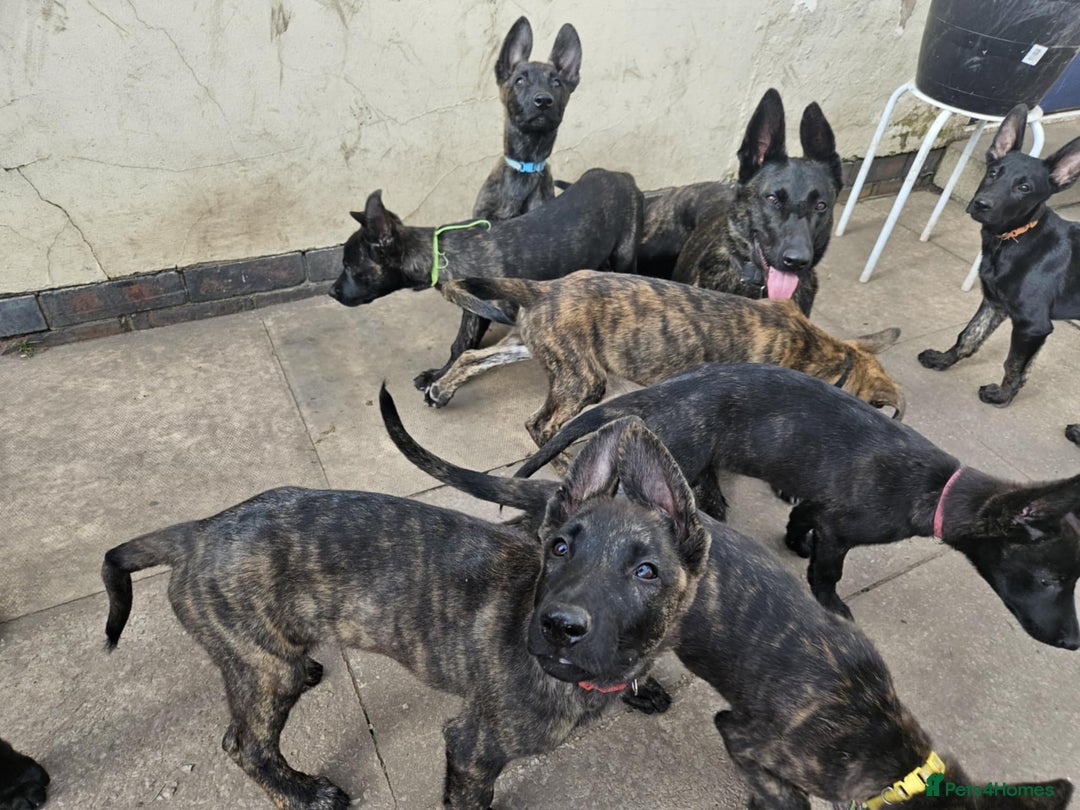 Belgian Shepherd Dog dogs for sale: Dutch Pure Bred Shepherd Puppies  - Image 17