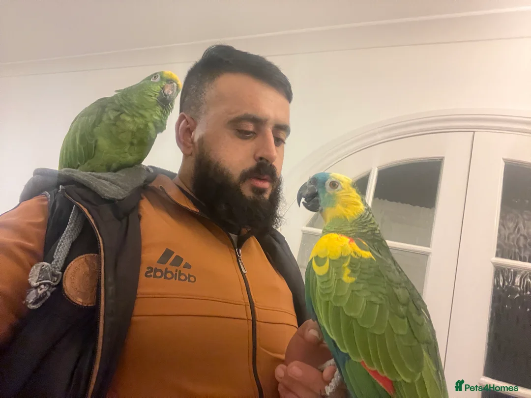 Other/Mixed Breed fish for sale: London  in Harrow - Advert 2