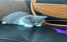 British Shorthair cats for sale: Beautiful British Shorthair Kittens - Advert 9