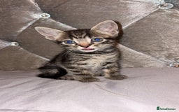 British Shorthair cats for sale: female mixed tabby breed from 🐢shell calico  - Image 1