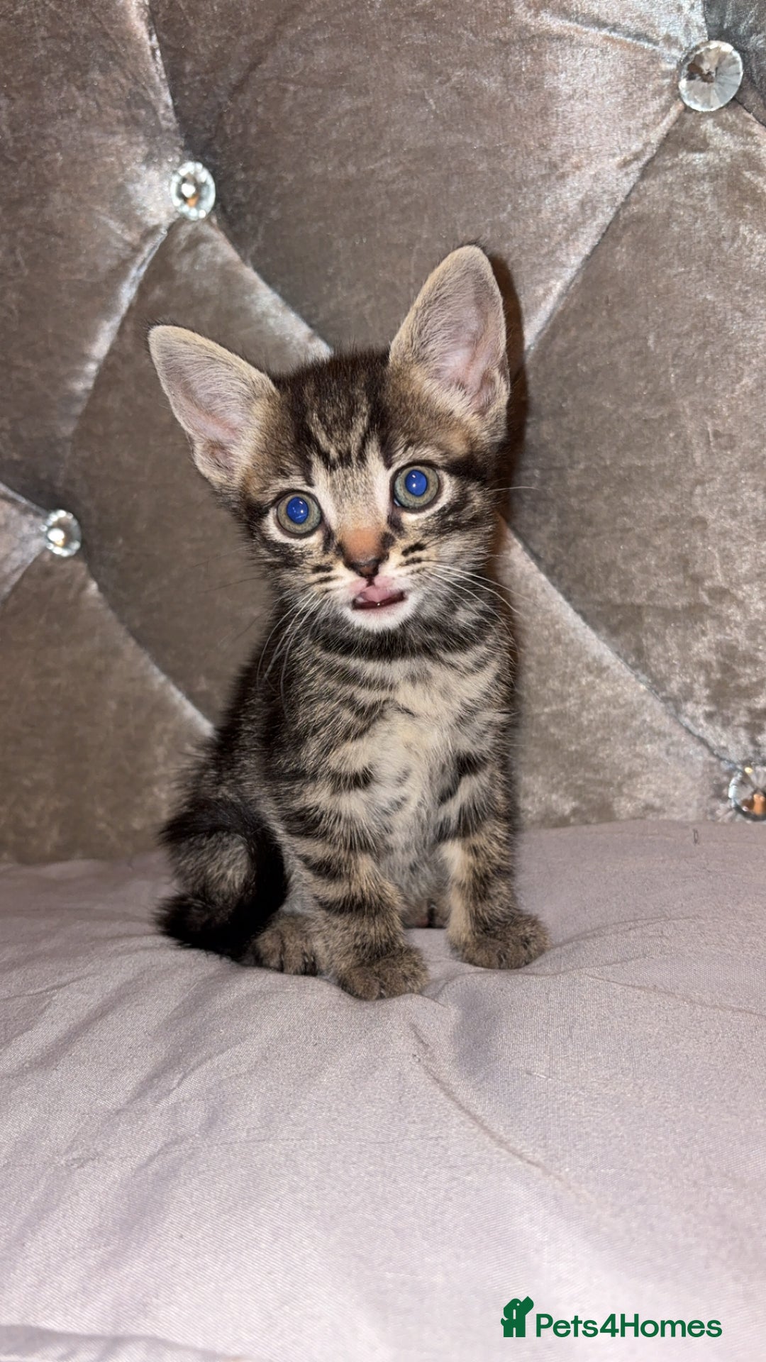 British Shorthair cats for sale: female mixed tabby breed from 🐢shell calico  - Image 1