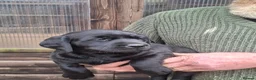 Labrador Retriever dogs for sale: Black Labrador Retriever Puppies in Radstock - Advert 6