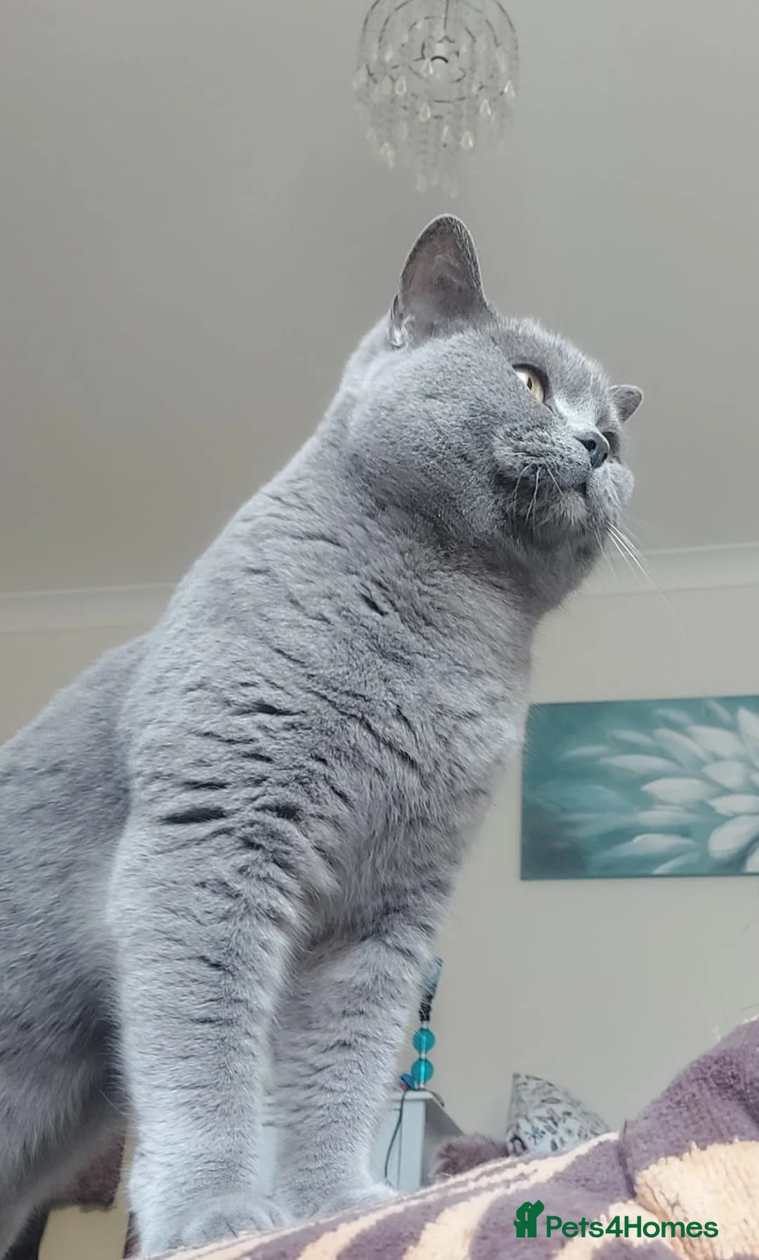 British Shorthair cats for sale: Breeding Queen pure blood British Shorthair in Cardigan - Advert 2