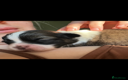 Shih Tzu dogs for sale: 5 Beautiful shihtzu  puppies for sale 2xM 3xF - Image 8