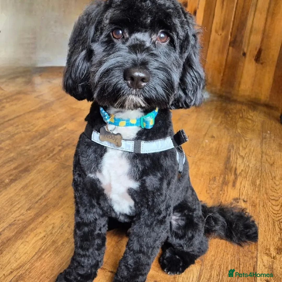 Mixed Breed dogs for sale: Last girl left. Ready to leave now 🥰 - Advert 21