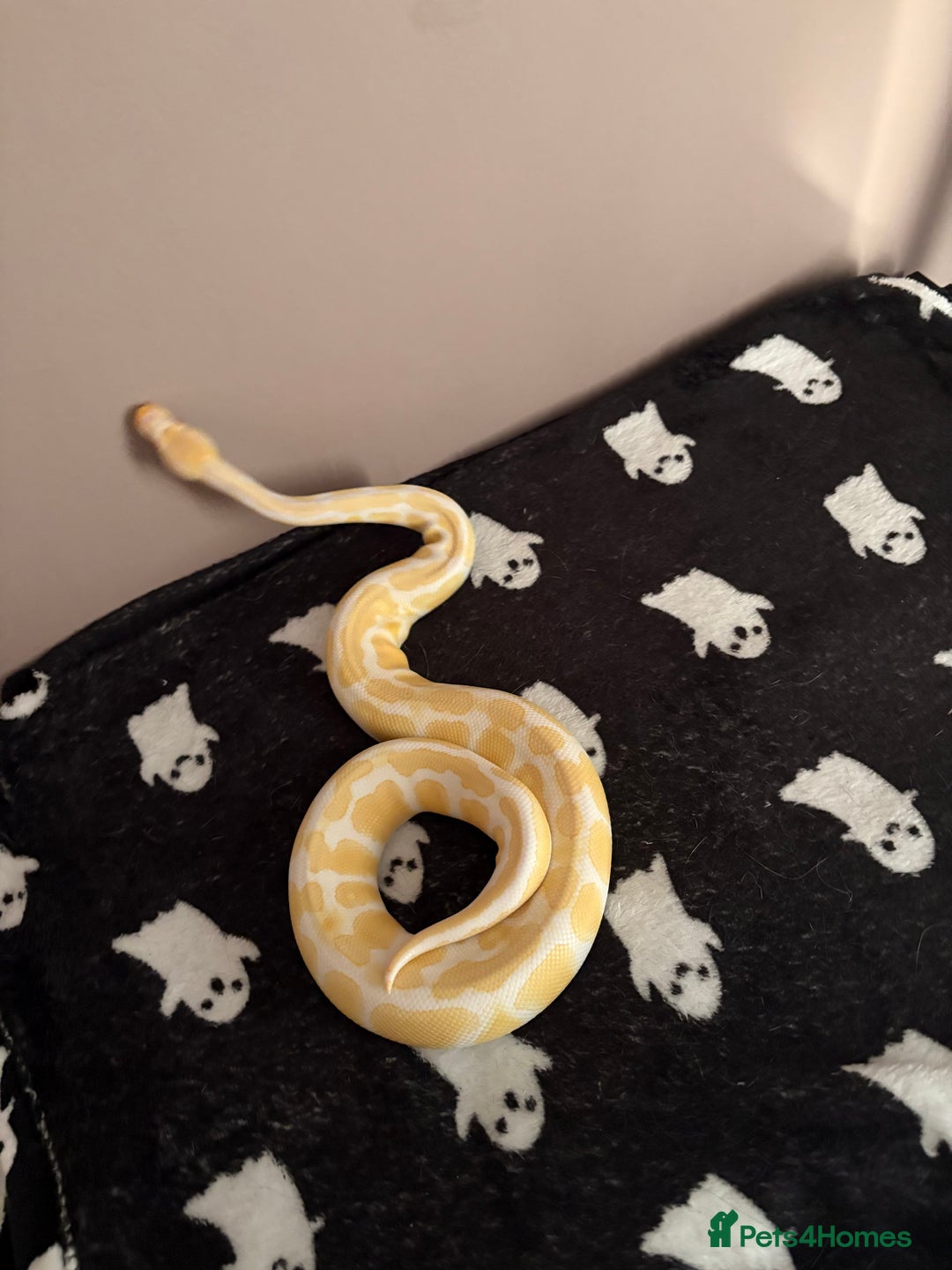 Python Snake reptiles for sale: Albino Het Pied male ball python + setup - Advert 3