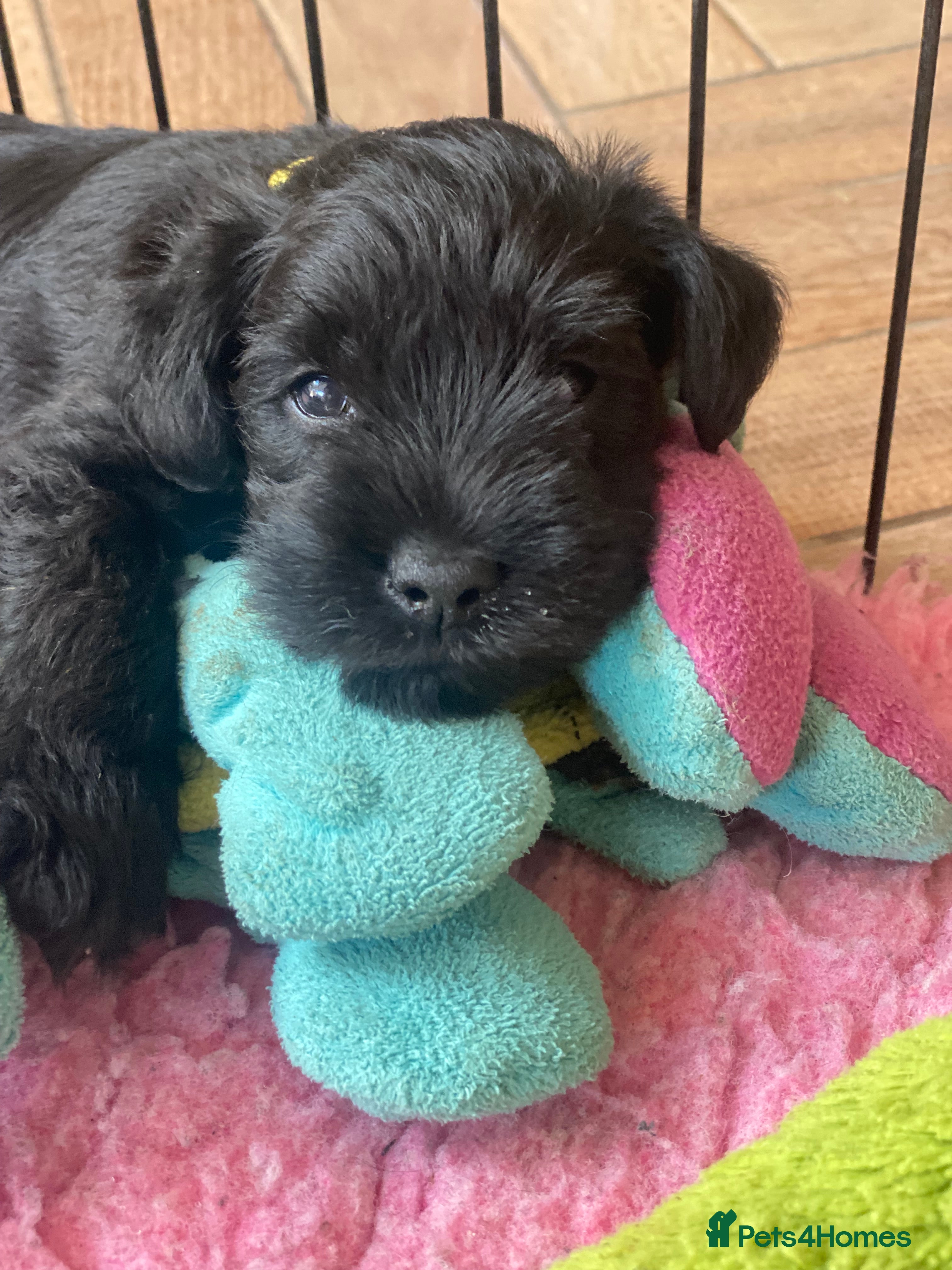 Miniature Schnauzer dogs 5*KC MINIATURE SCHNAUZER PUPPIES  - Advert 16