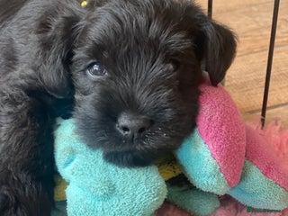 Miniature Schnauzer dogs 5*KC MINIATURE SCHNAUZER PUPPIES - Advert 16