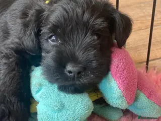 Miniature Schnauzer dogs 5*KC MINIATURE SCHNAUZER PUPPIES - Advert 5