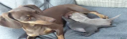 Miniature Dachshund dogs for sale: Isabella/tan rare miniature long haired daschund  - Advert 4
