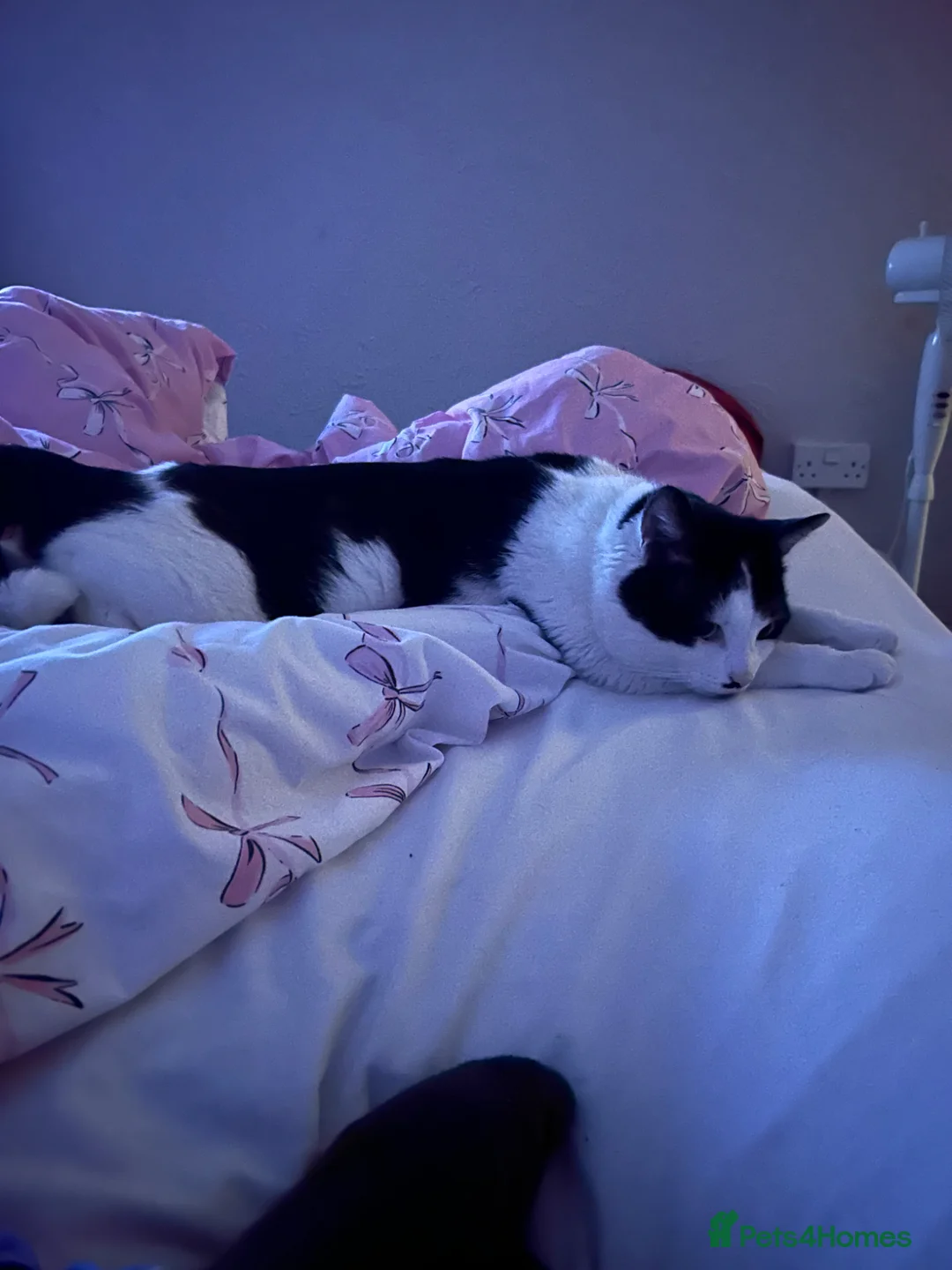 British Shorthair cats for sale: Black and white cat in Walsall - Advert 2