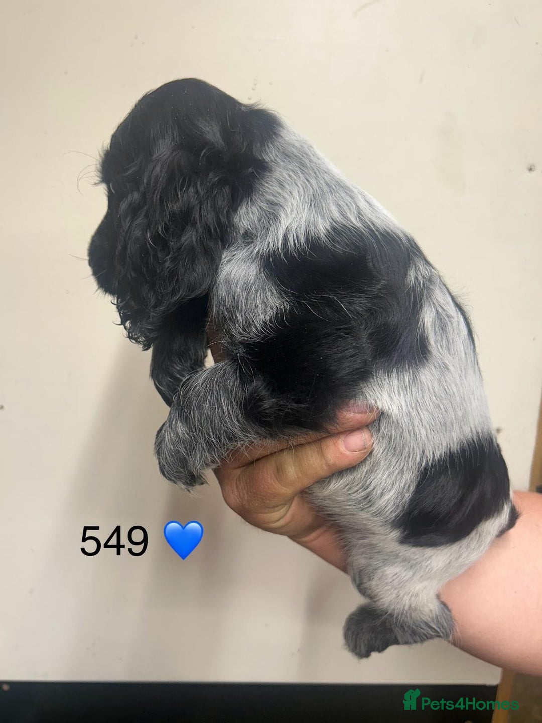 Cocker Spaniel dogs for sale: Blue Roan and Blue Roan & Tan - Image 11