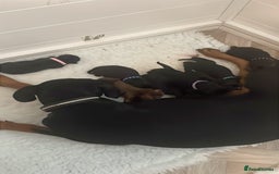 Dobermann dogs for sale: KC REG Fully health tested parents - Image 30