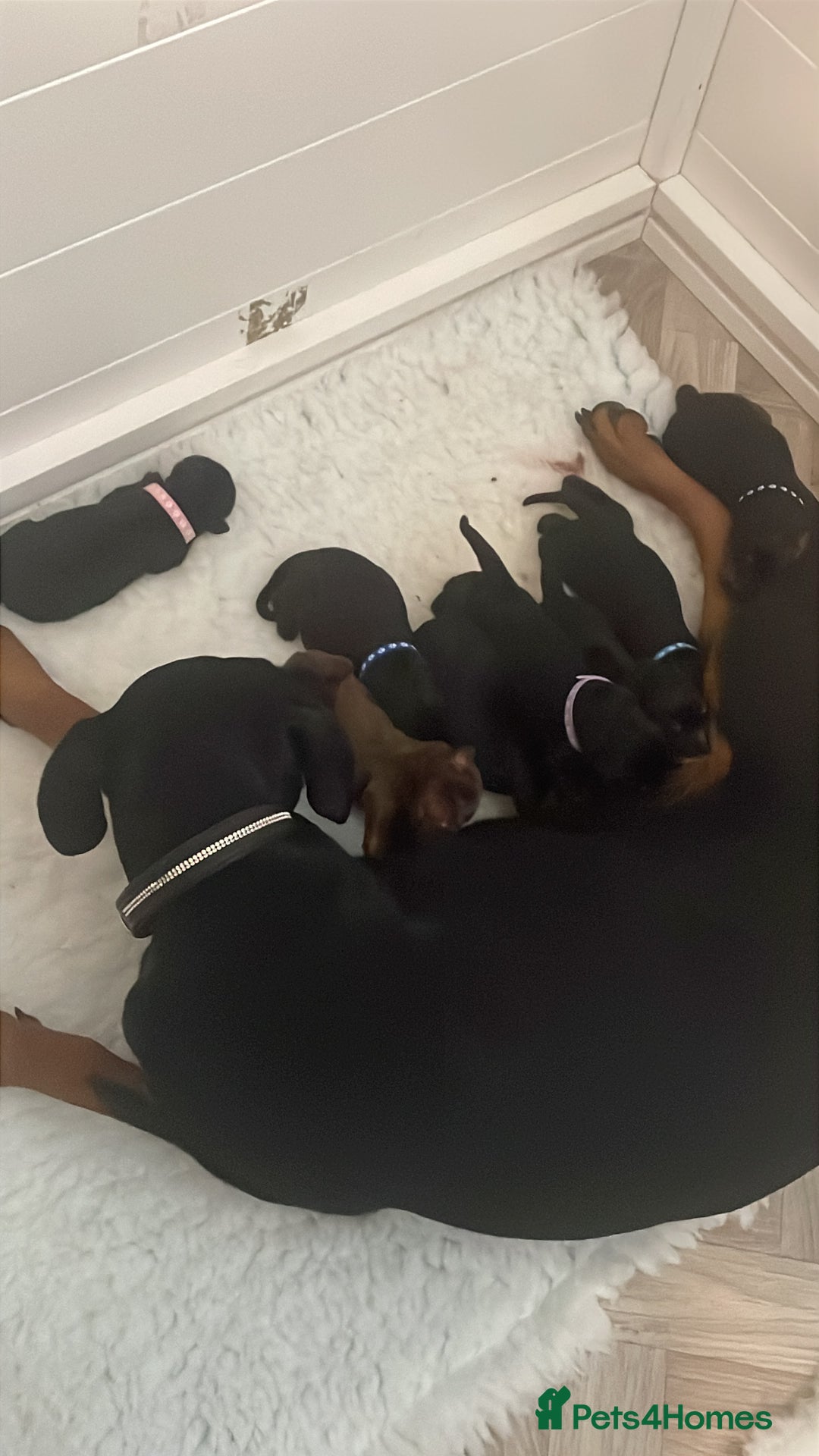 Dobermann dogs for sale: KC REG Fully health tested parents - Image 30
