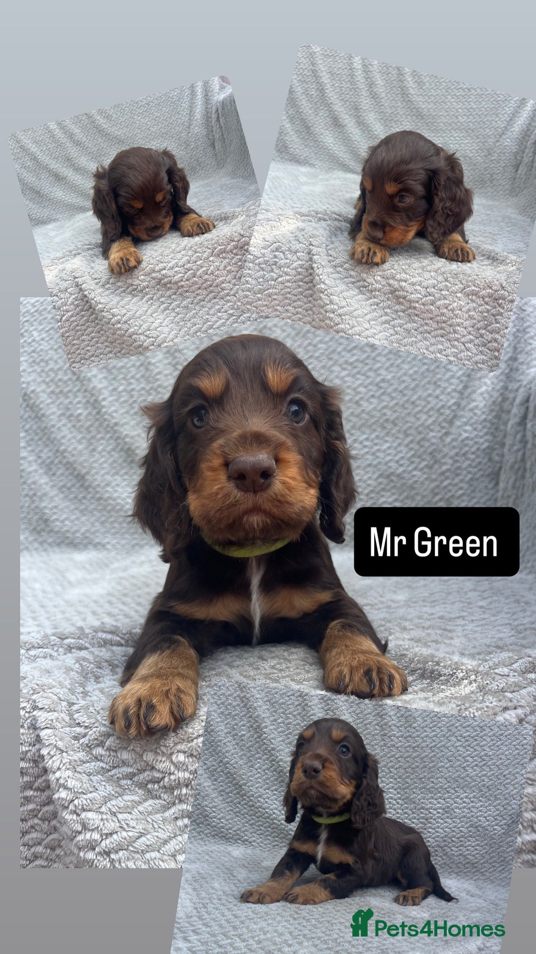 Cocker Spaniel dogs for sale: Extensively Health tested/KC REG Cocker Puppies - Image 11