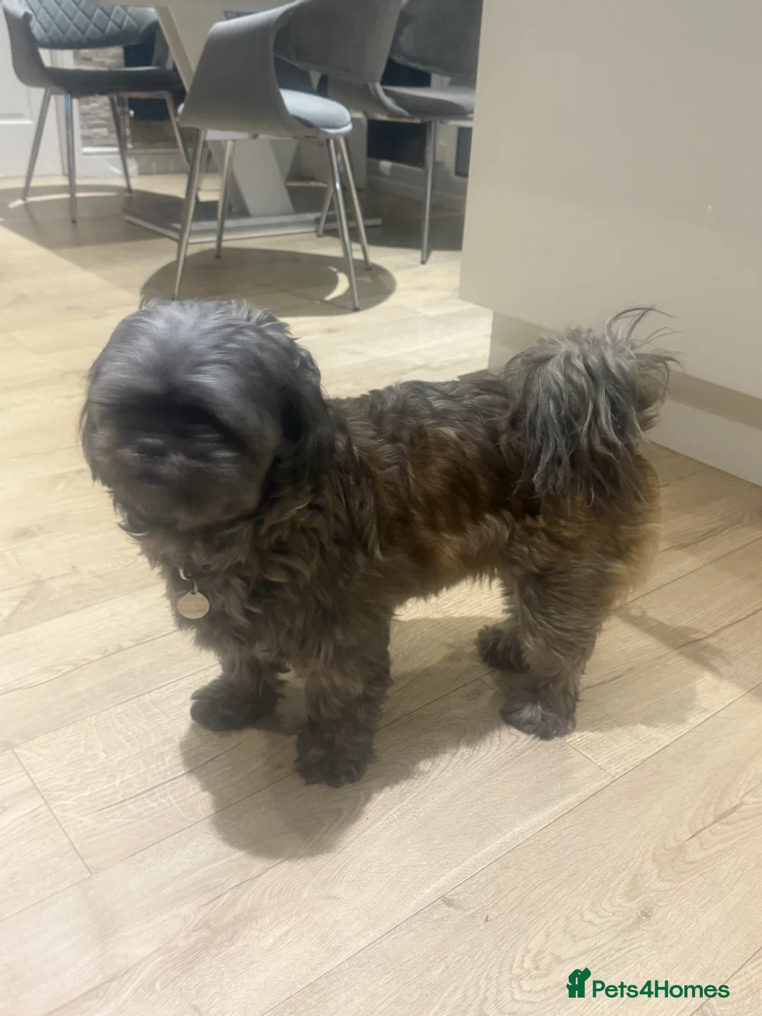 Shih Tzu dogs for sale: Female shihtzu for rehome - Advert 6