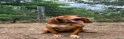 Mixed Breed dogs for adoption: Rubia in Penryn - Advert 1