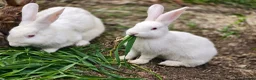 New Zealand rabbits for sale: Mixed year and gender new zealand rabbits free - Advert 13