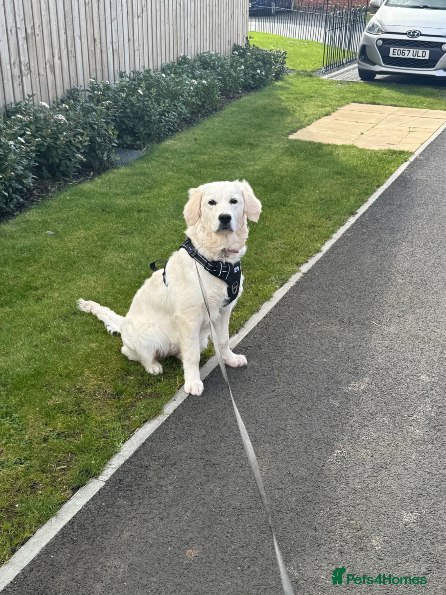 Golden Retriever dogs Loving home wanted for beautiful golden retriever  - Advert 1