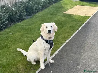 Golden Retriever dogs Loving home wanted for beautiful golden retriever - Advert 1