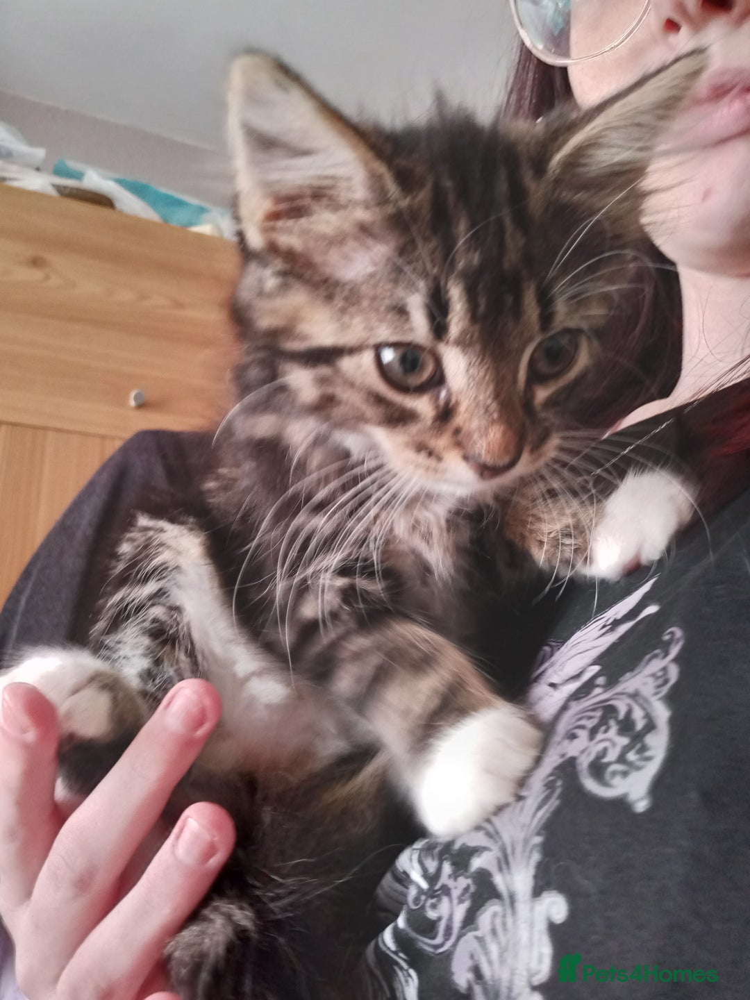 Mixed Breed cats for sale: Gorgeous Kittens  - Image 2