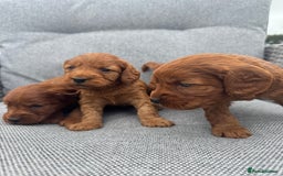 Cockapoo dogs for sale: Fox Red Super Quality Cockapoos - Image 15