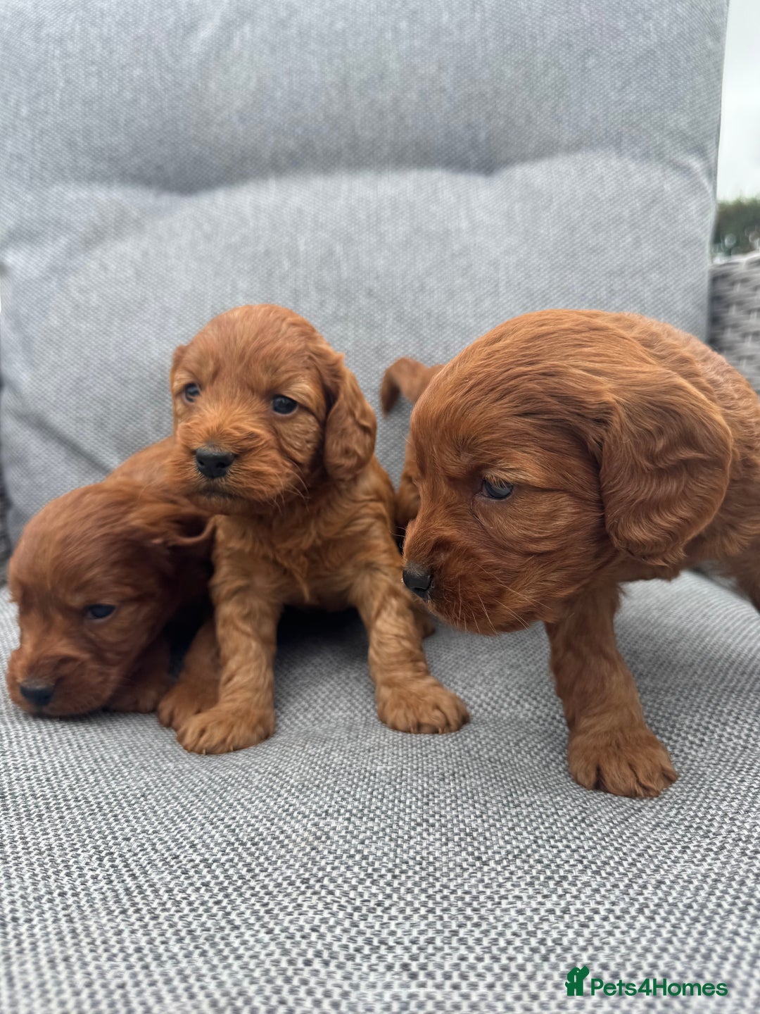 Cockapoo dogs for sale: Fox Red Super Quality Cockapoos - Image 15
