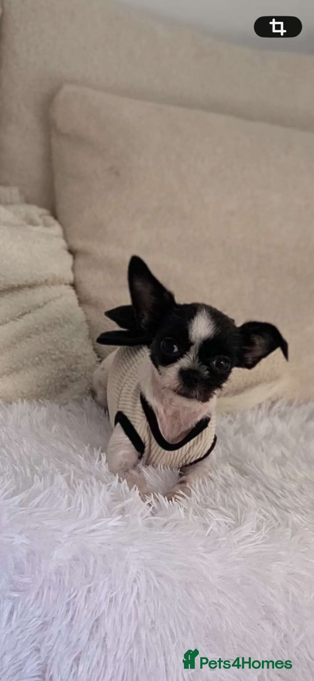 Chorkie dogs for sale: Chihuahua mix  - Advert 2