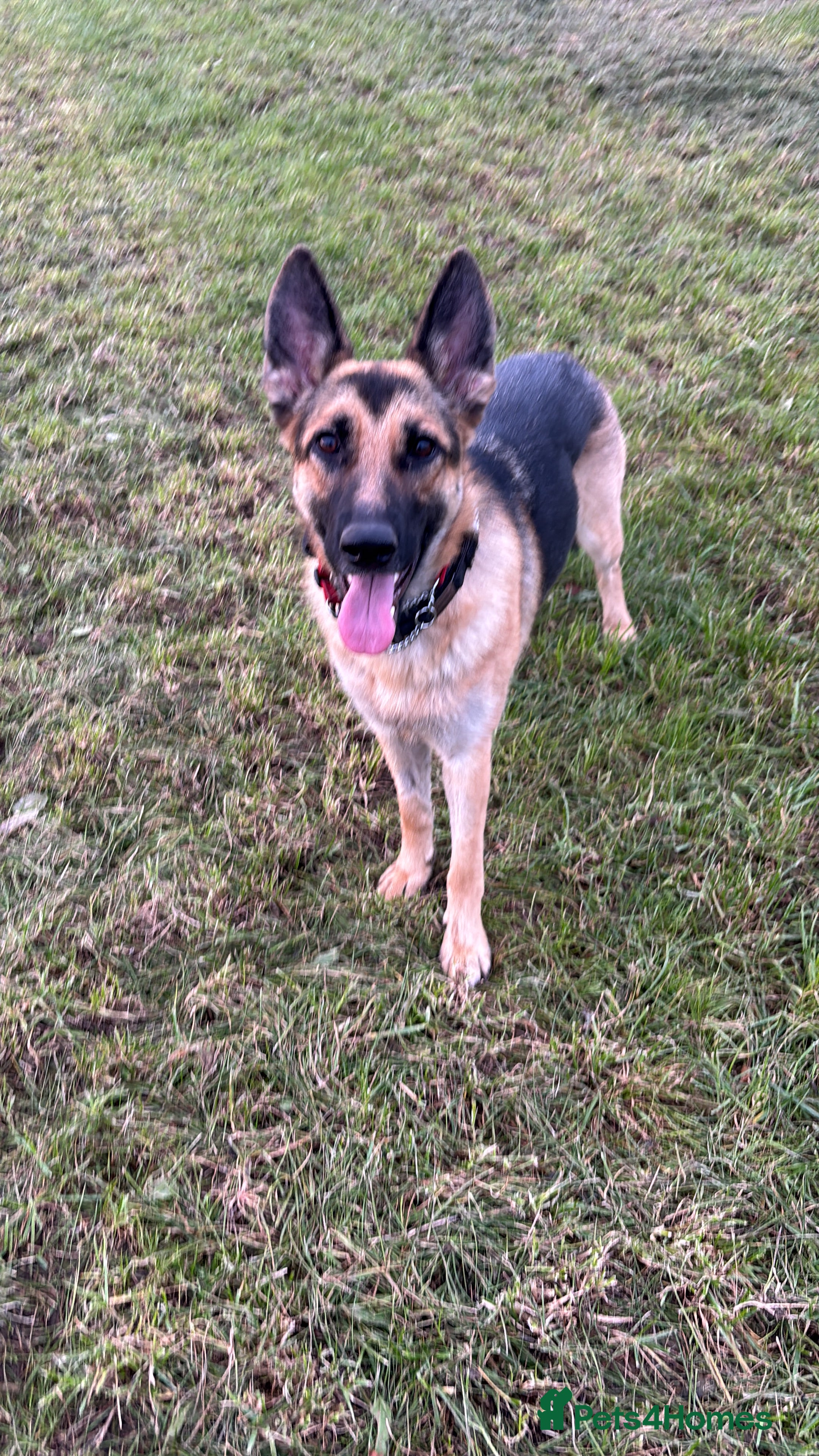 German Shepherd dogs GSD Spayed Bitch 2years old  - Advert 1