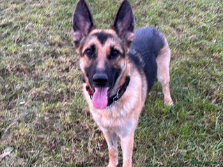 German Shepherd dogs GSD Spayed Bitch 2years old - Advert 1