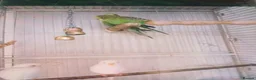 Budgerigars birds for sale: very beautiful parrots in Ilford - Advert 4
