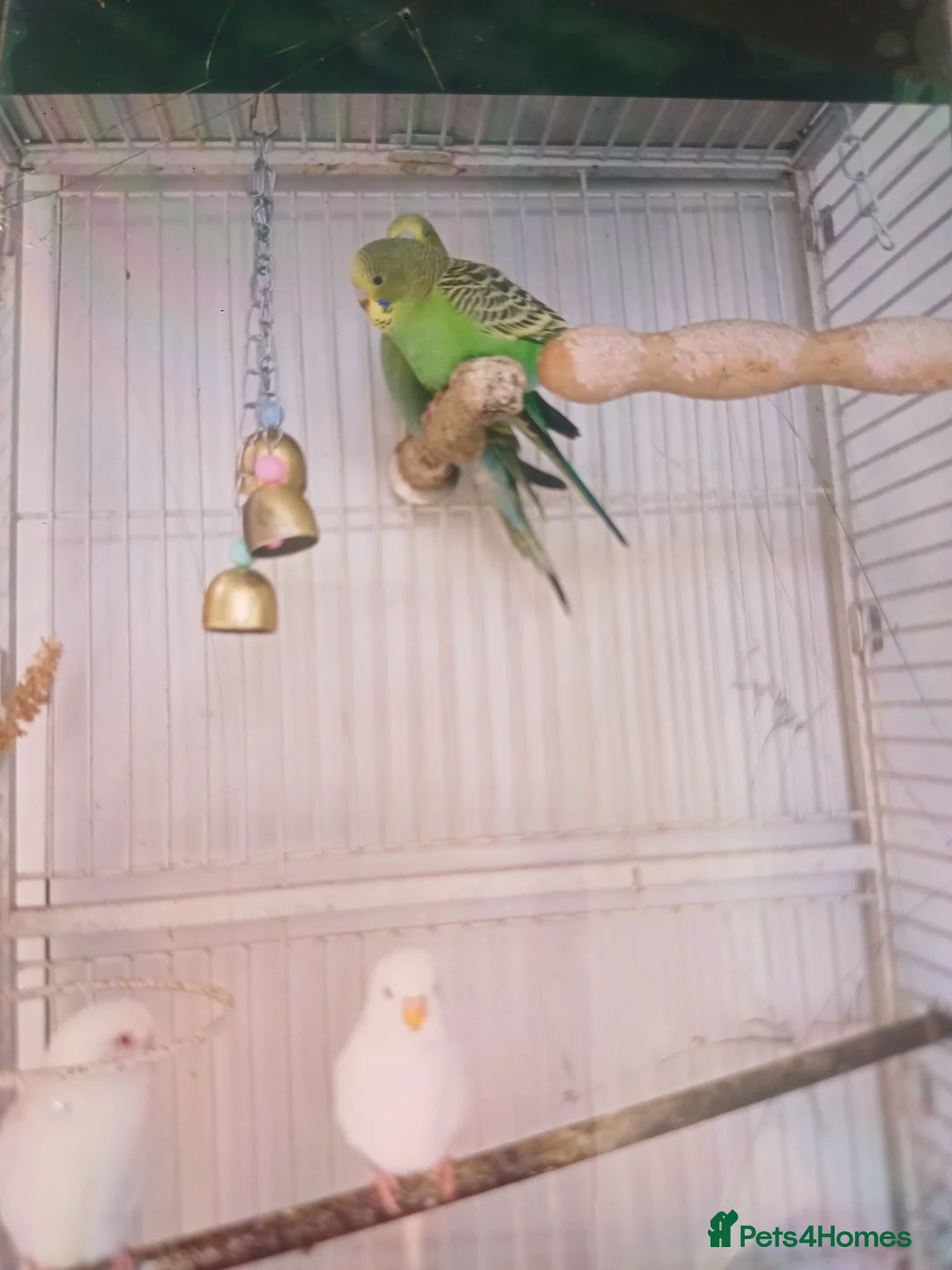 Budgerigars birds for sale: very beautiful parrots in Ilford - Advert 4