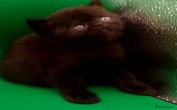 Exotic cats for sale:  Exotic British shorthair  - Image 11