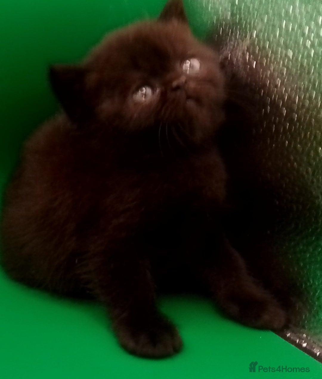 Exotic cats for sale:  Exotic British shorthair  - Image 11