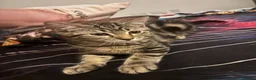 Mixed Breed cats for sale: Extremely Affectionate Bengal Mix Girl 🩷 - Advert 8