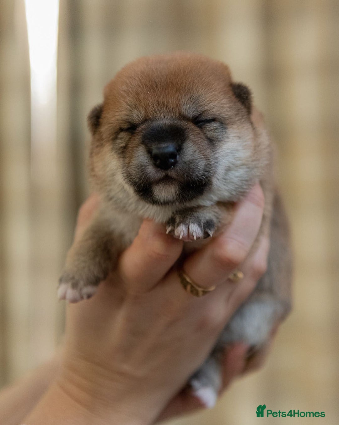 Japanese Shiba Inu dogs for sale: Outstanding quality two girls available. - Advert 9