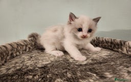 Ragdoll cats for sale: Litter of Five Gorgeous Ragdoll Kittens! - Image 2