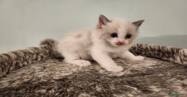 Ragdoll cats - Advert 4