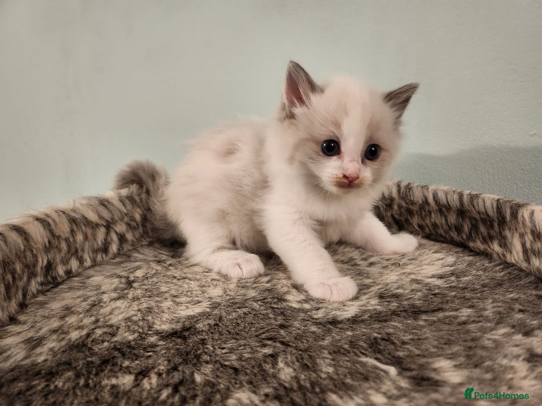 Ragdoll cats for sale: Litter of Five Gorgeous Ragdoll Kittens! - Image 2
