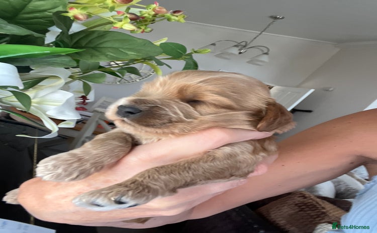 Cockapoo dogs - Advert 7