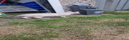 Bengal cats for sale: Pure Snow bengal  - Advert 11