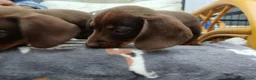 Miniature Dachshund dogs for sale: Miniature dachshund puppies  - Advert 6