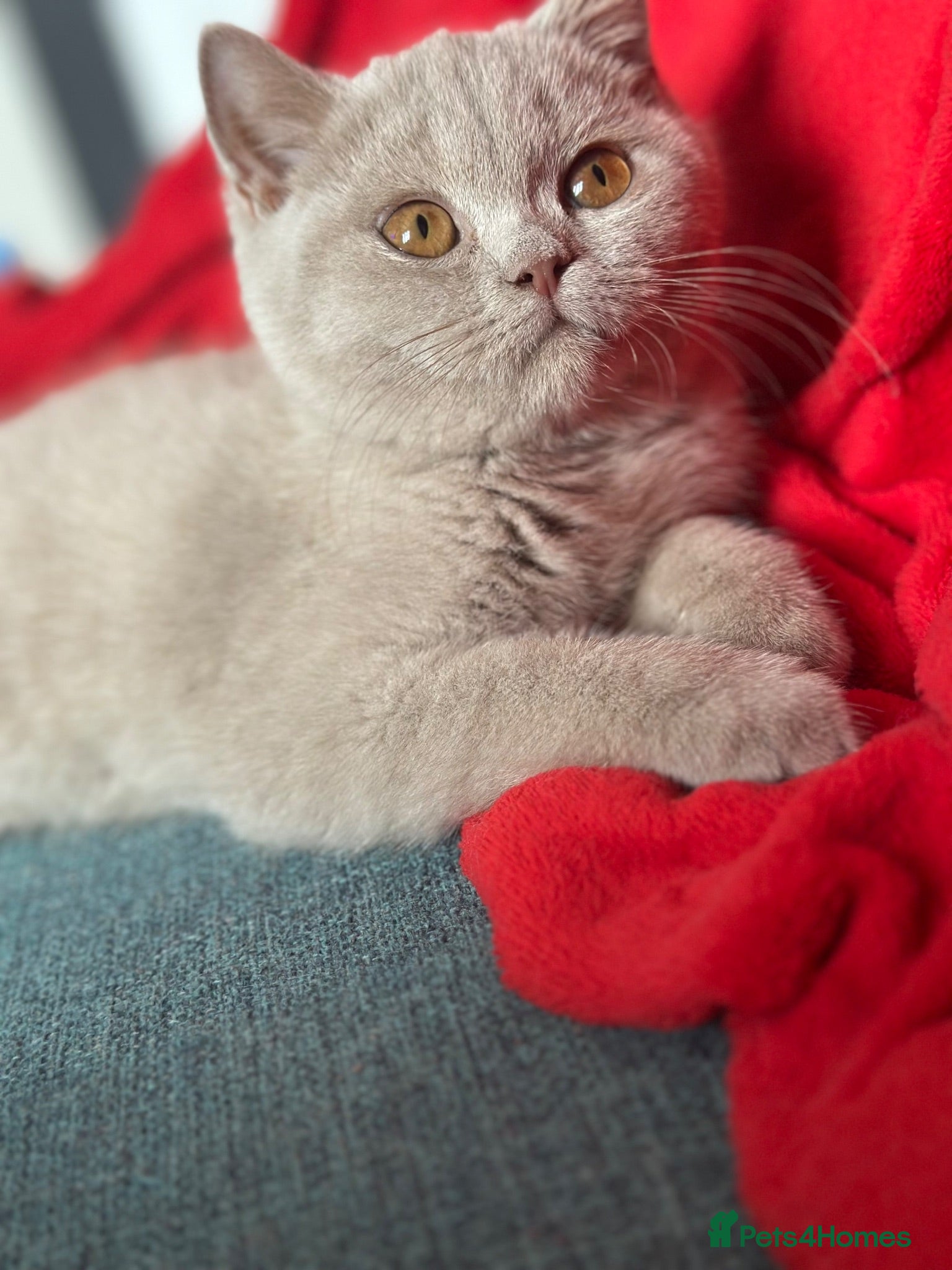 British Shorthair cats British shorthair fawn girl GCCF register PET ONLY - Advert 1