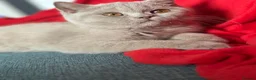 British Shorthair cats for sale: British shorthair fawn girl GCCF register PET ONLY - Advert 1
