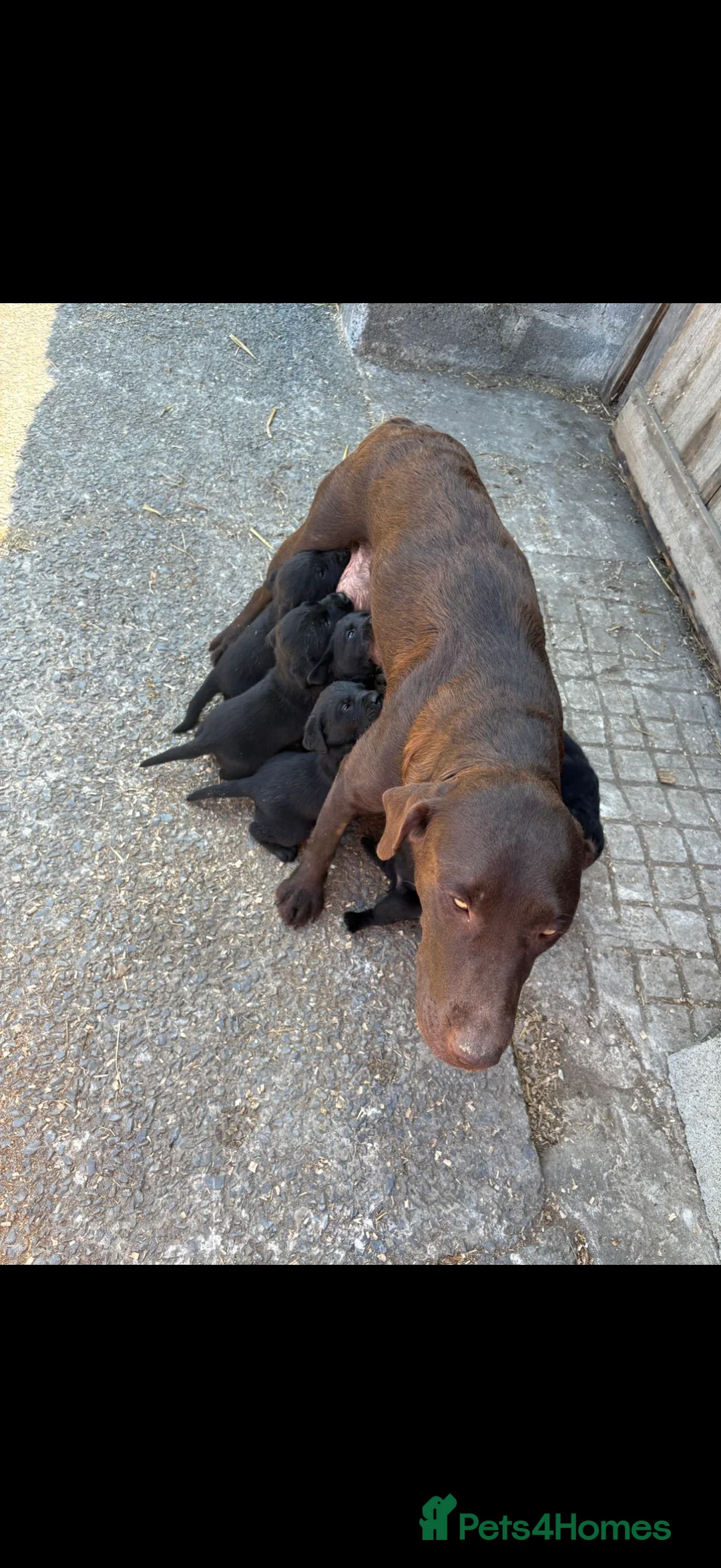 Labrador Retriever dogs for sale: Gorgeous Black Lab Pups ready for new home!  - Advert 13