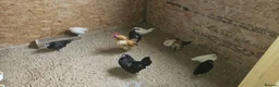 Chickens poultry for sale: 🐓 Serama Bantam Chickens 🐓  - Advert 8