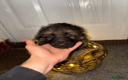 German Shepherd dogs for sale: Gorgeous 10 GSD Puppies Looking For Their Homes - Image 10
