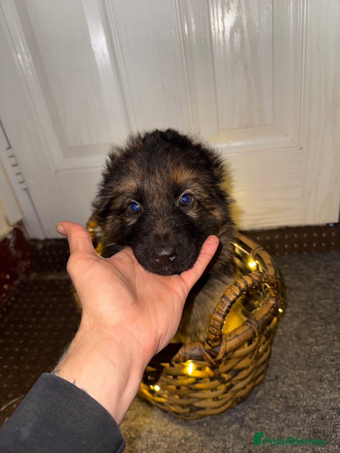German Shepherd dogs for sale: Gorgeous 10 GSD Puppies Looking For Their Homes - Image 10