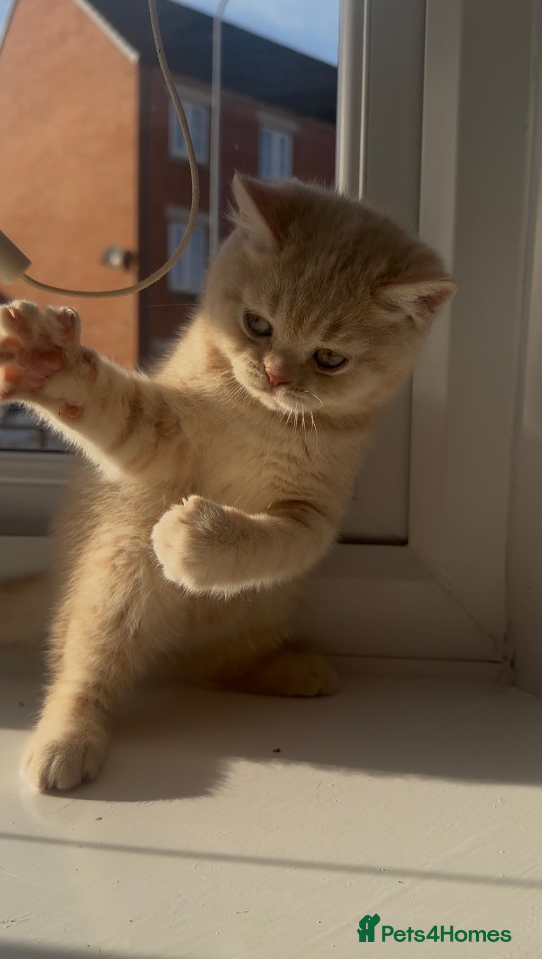 British Shorthair cats for sale: Cream British Shorthair Boy - Advert 6